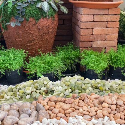 Jade-green and light stone pebbles used as top dressing in outdoor planters
