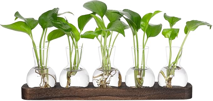 Clear glass bulb plant propagation vases with seedlings on brown wooden tray