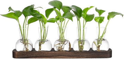 Clear glass bulb plant propagation vases with seedlings on brown wooden tray