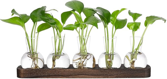 Clear glass bulb plant propagation vases with seedlings on brown wooden tray