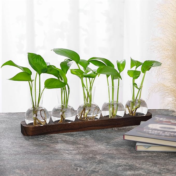 Clear glass bulb vases with seedlings on brown wooden tray tabletop display
