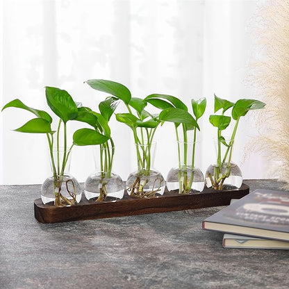 Clear glass bulb vases with seedlings on brown wooden tray tabletop display