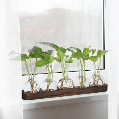 Clear glass bulb plant vases with seedlings on brown wooden tray near window