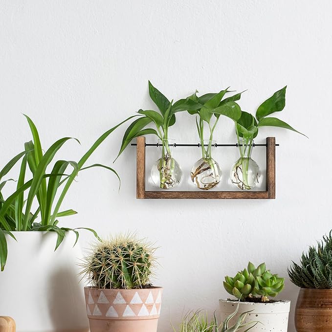 Wall-mounted wooden 3-bulb glass plant propagation station with clear bulb vases
