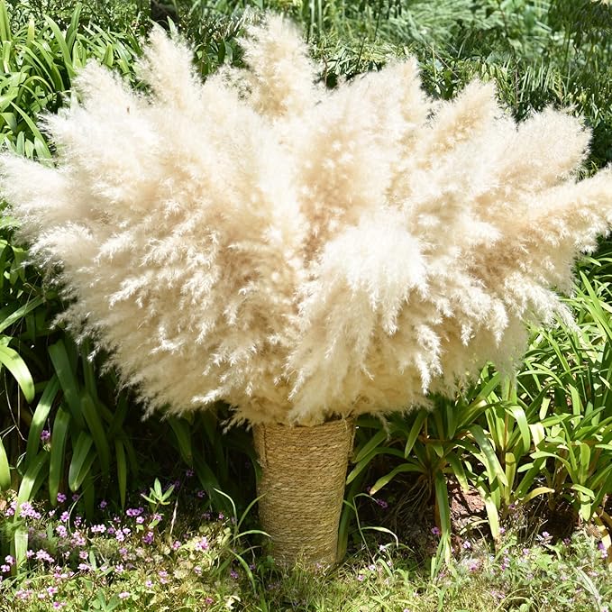 Natural beige dried pampas grass stems in tan vase, full fluffy plumes