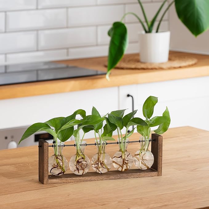 Desk plant propagation station with multiple glass bulb vases and green seedlings