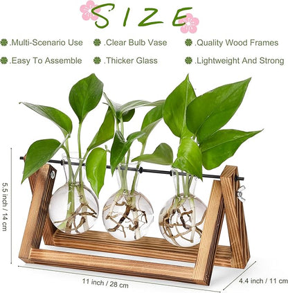 Brown wooden propagation stand holding three glass bulb vases with green plants