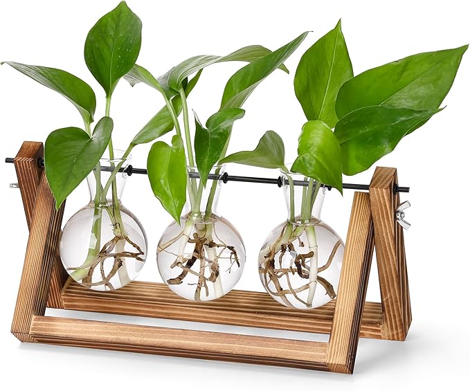 3-bulb glass plant propagation station with brown wooden stand and green sprouts