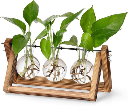 3-bulb glass plant propagation station with brown wooden stand and green sprouts