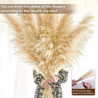 Beige pampas grass stems bundled together with long stalks for DIY arranging