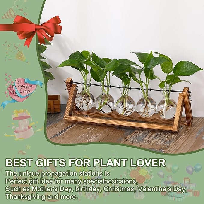 Plant propagation stand with five clear glass bulb vases and leafy green cuttings on wood