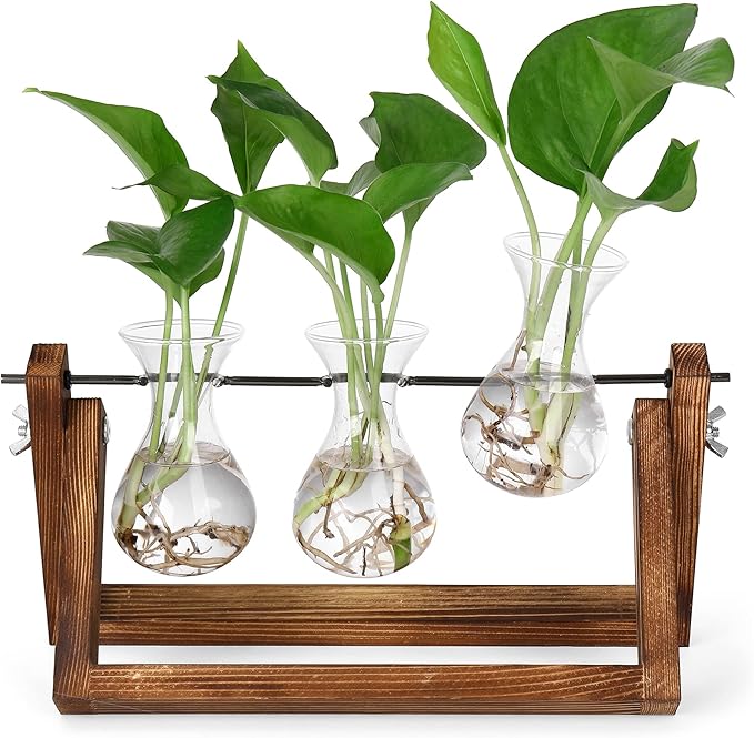 3 clear glass bulb vases with roots on a brown wood and metal propagation stand