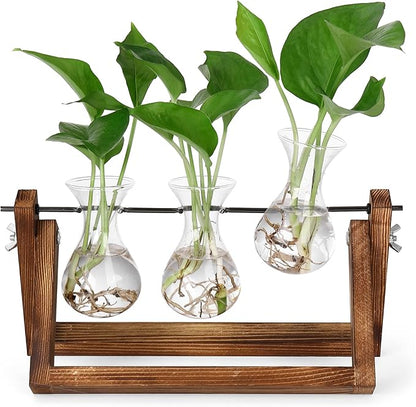3 clear glass bulb vases with roots on a brown wood and metal propagation stand