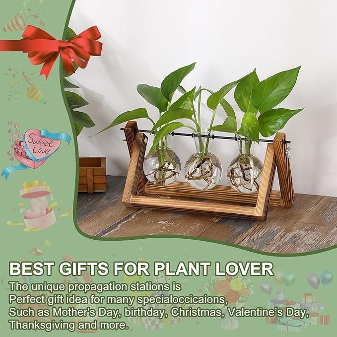 Brown wooden propagation station with three glass bulb vases and leafy green plants