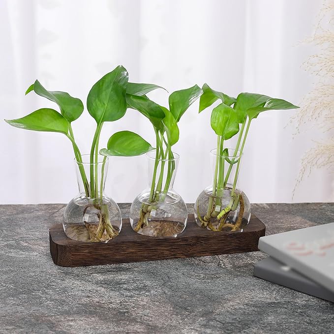 Three clear glass bulb propagation vases with green plants on wooden tray