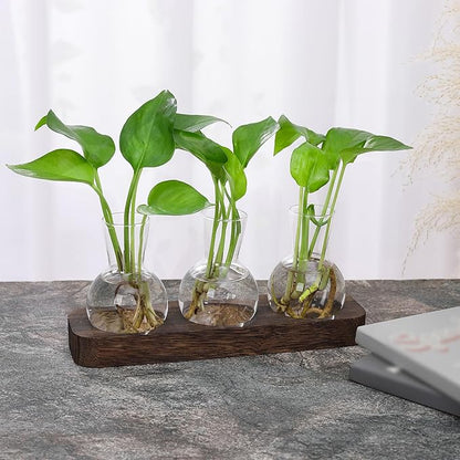 Three clear glass bulb propagation vases with green plants on wooden tray