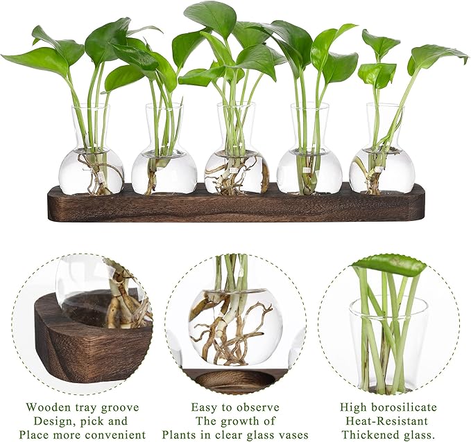 Wooden tray holding clear glass bulb plant propagation vases with seedlings