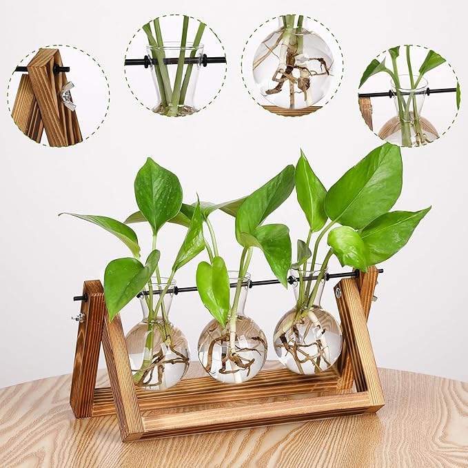 Wooden plant propagation station with three clear glass bulb vases on a tabletop