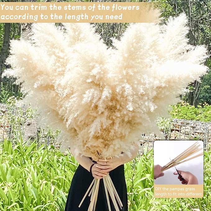 Natural beige dried pampas grass stems bundle being held by hands, fluffy plumes