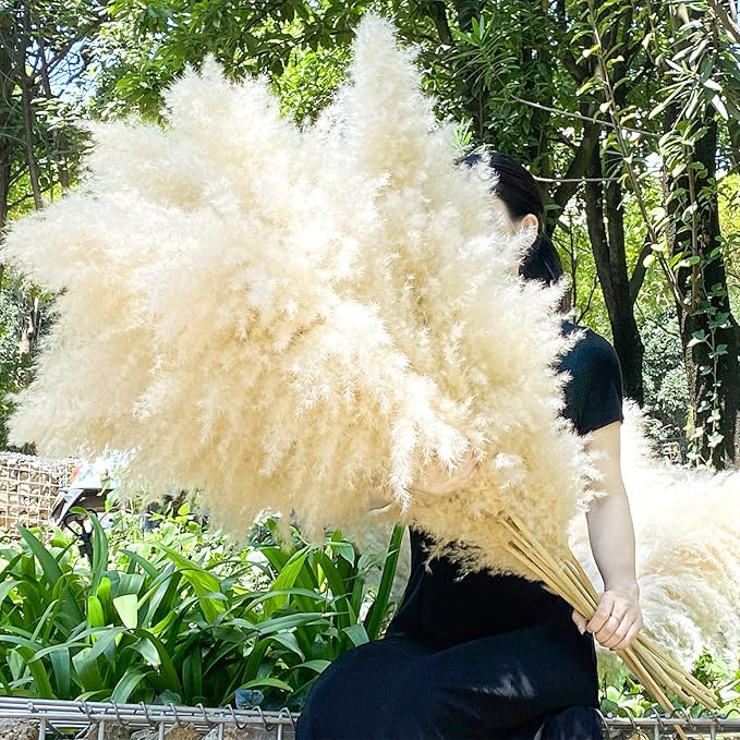 Natural beige dried pampas grass stems bundle with long feathery plumes