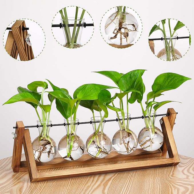 Wood plant propagation rack holding five clear bulb vases with rooted green cuttings