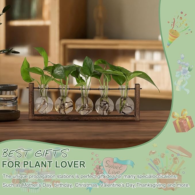 Indoor plant propagation station with glass bulb vases and green seedlings on brown stand