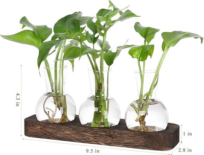 Triple clear glass propagation vases with green stems and leaves on wooden tray