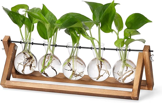 Wooden plant propagation station with five clear glass bulb vases and green sprouting stems