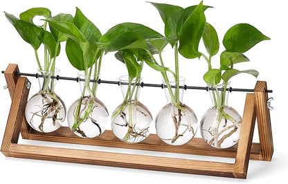 Wooden plant propagation station with five clear glass bulb vases and green sprouting stems