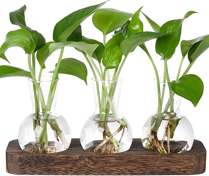Glass bulb propagation vases set with green sprouts on dark brown wooden tray, 3-pack