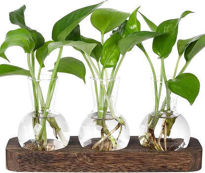 Glass bulb propagation vases set with green sprouts on dark brown wooden tray, 3-pack