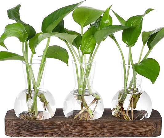 Glass bulb propagation vases set with green sprouts on dark brown wooden tray, 3-pack