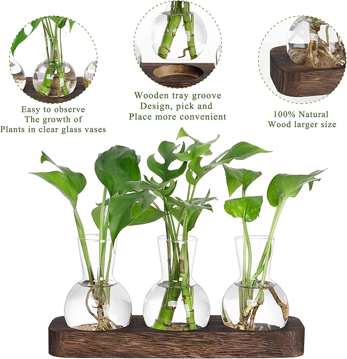 Three clear glass bulb vases with green plants on dark brown wooden tray