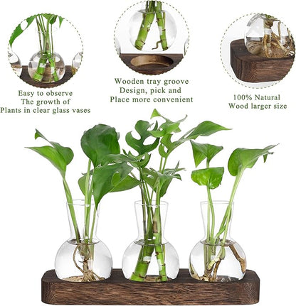 Three clear glass bulb vases with green plants on dark brown wooden tray