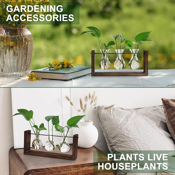 Plant propagation station with three glass bulb vases holding small houseplants