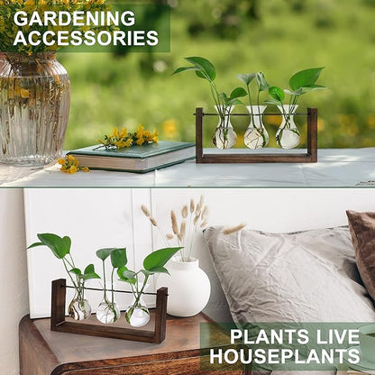 Plant propagation station with three glass bulb vases holding small houseplants