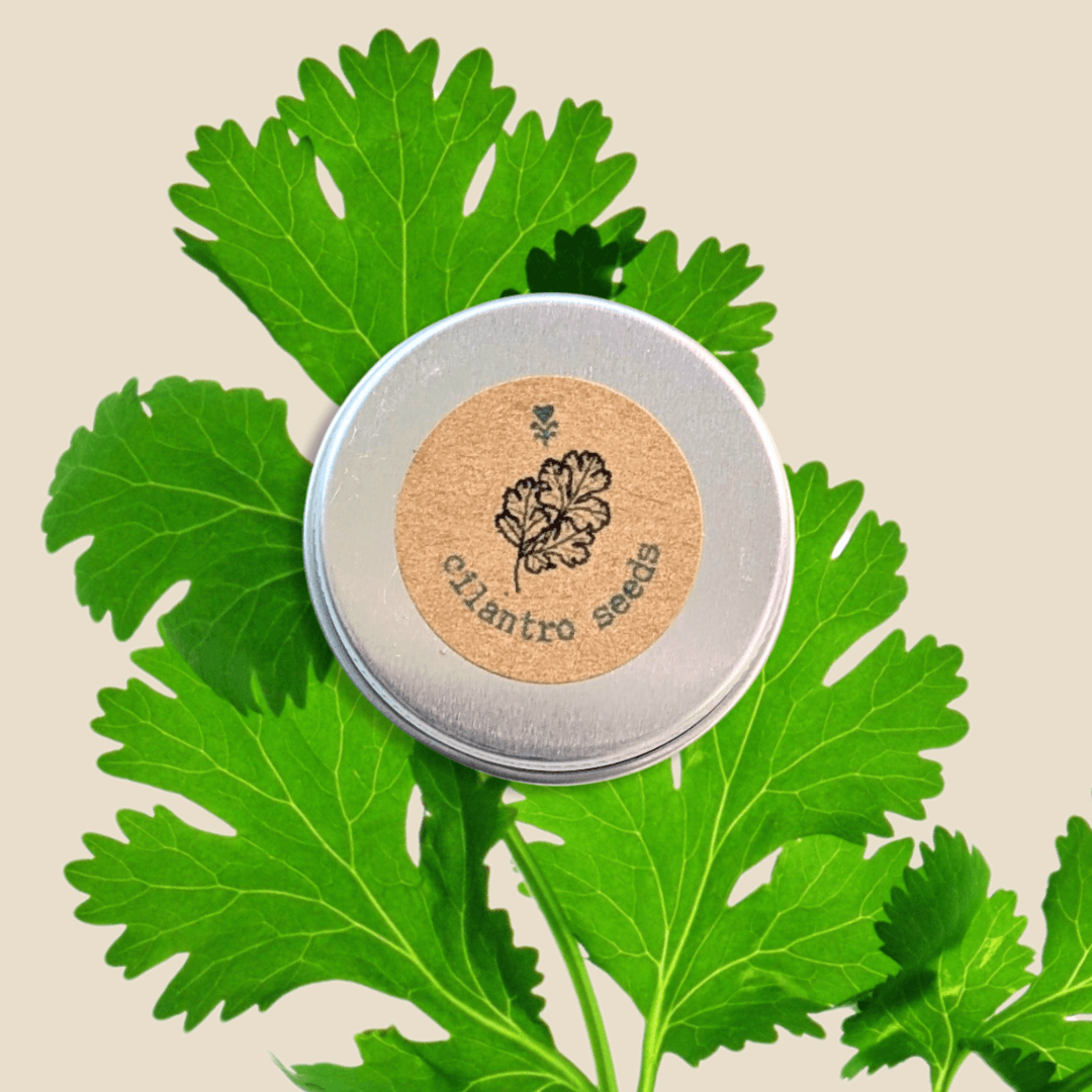 Organic cilantro seeds tin with cilantro leaves surrounding it