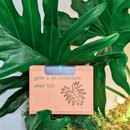 Grow a Philodendron Seed Kit box with blue label and leaf line art