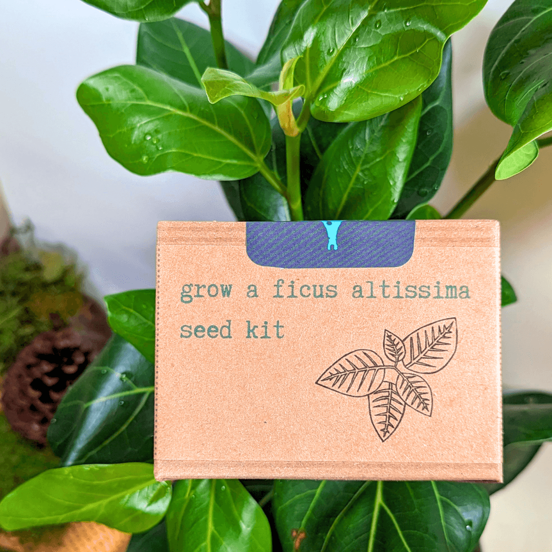 Grow a Ficus altissima seed kit box with plant illustration on front