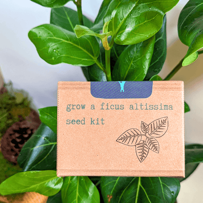 Grow a Ficus altissima seed kit box with plant illustration on front