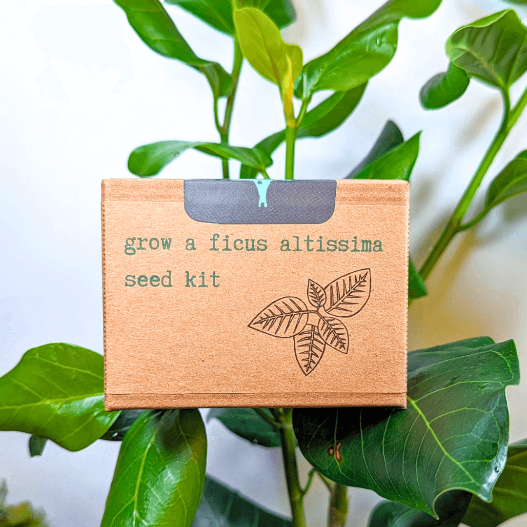 Ficus altissima seed kit box in kraft brown with front label and leaf graphic