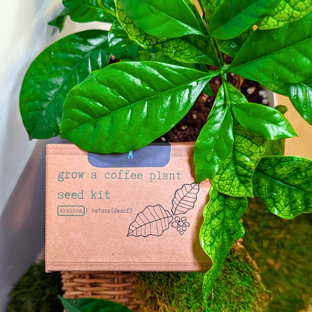 Coffee plant seed kit box with bright green leaves, Arabica catura (dwarf)