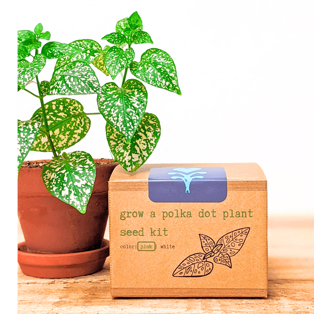 Grow a Polka Dot Seed Kit with speckled green plant beside the package