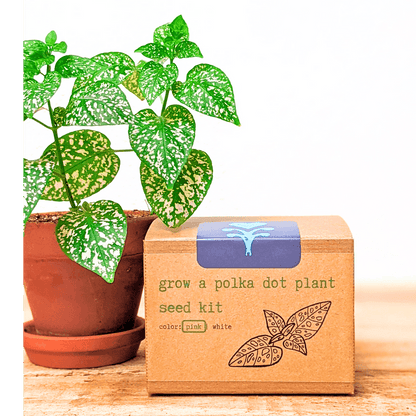 Grow a Polka Dot Seed Kit with speckled green plant beside the package