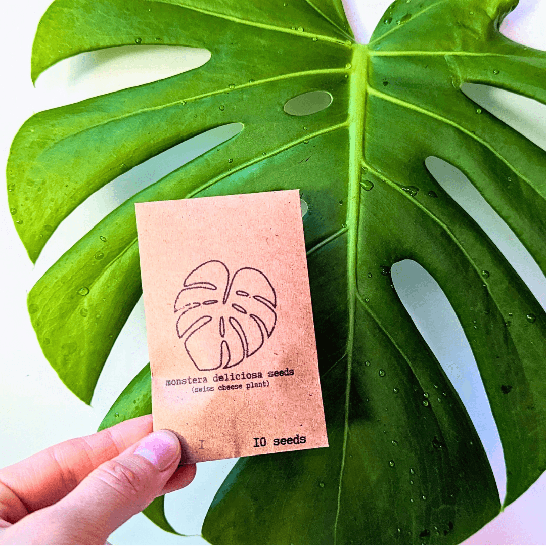 Monstera deliciosa Swiss cheese plant seeds packet, 10 seeds, held in hand