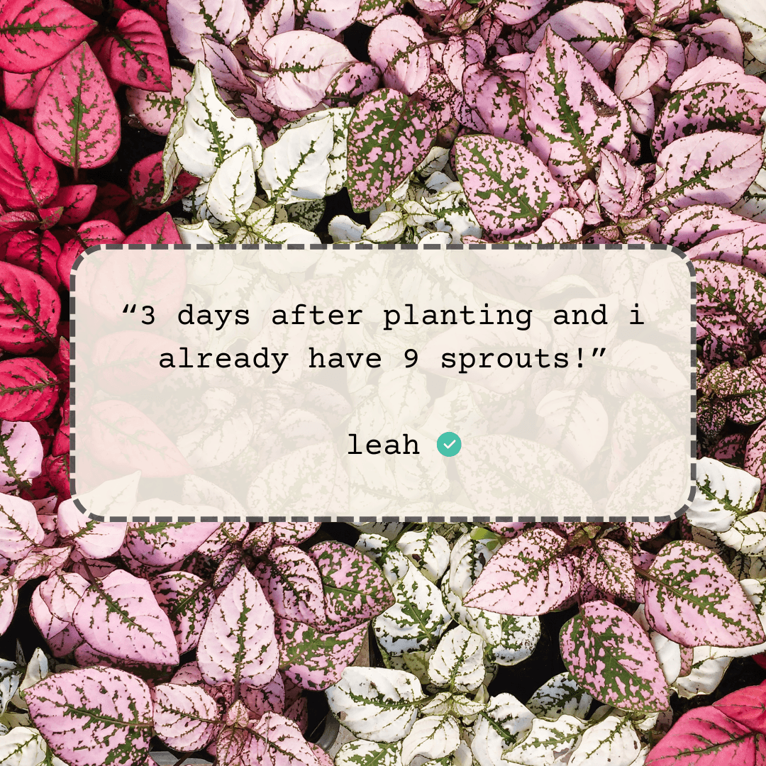 Hypoestes polka dot plant leaves with pink, white, and green speckling