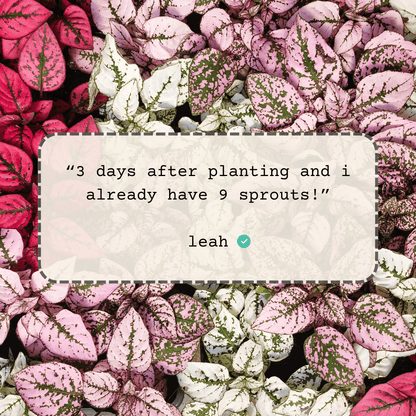 Hypoestes polka dot plant leaves with pink, white, and green speckling