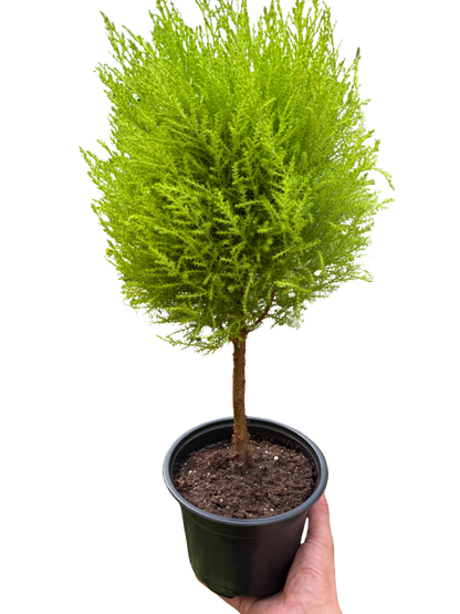 Cypress Lemon Topiary | Fragrant Chartreuse Topiary Plant | House Plant Shop