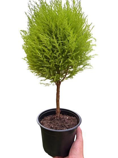 Cypress Lemon Topiary | Fragrant Chartreuse Topiary Plant | House Plant Shop