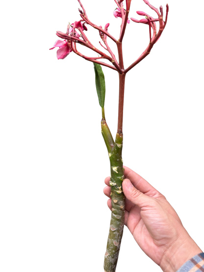 Plumeria Mex Pink Single | Fragrant Pink Tropical Flowers | House Plant Shop